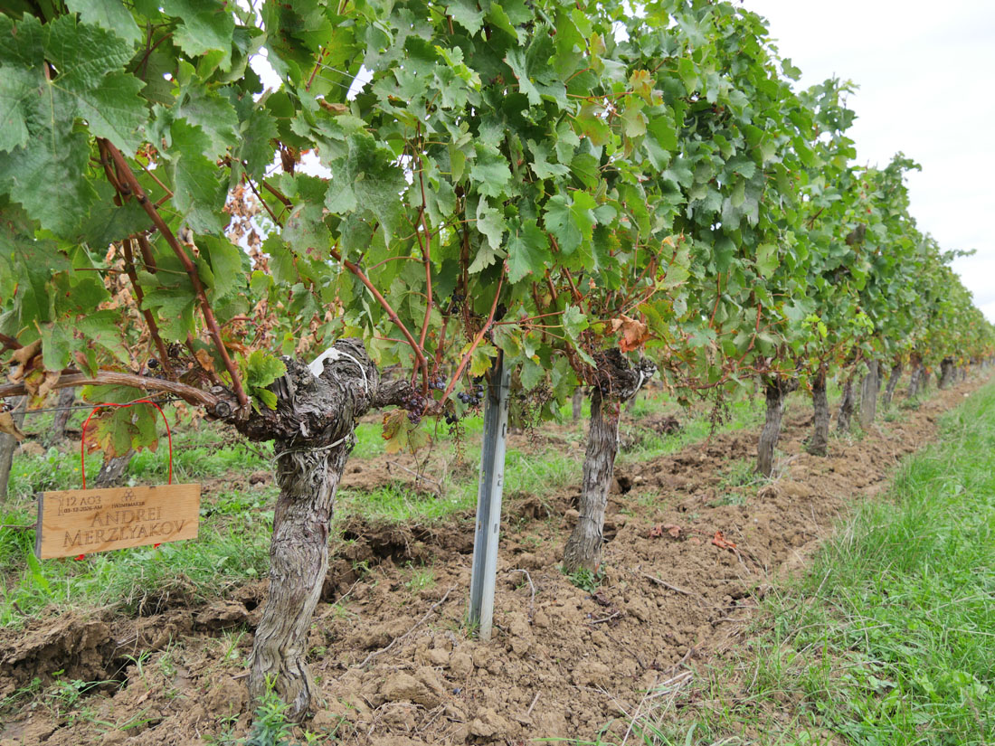 Виноградник на урожай